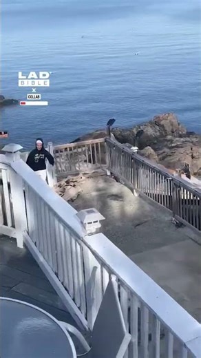 My dog loves to shake off water right next to my brother 💀 (🎥: Collab)