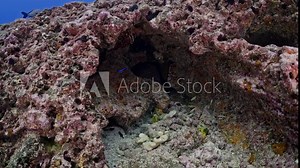 Java Moray Eel over on the coral reef in the pass of Tiputa of the Atoll of Rangiroa in the French Polynesia in the middle of the South Pacific