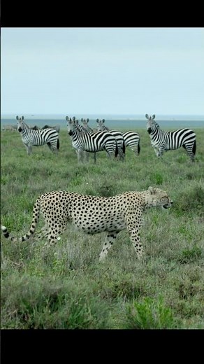 Cheetah Chase at Full Speed