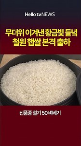 무더위 이겨낸 황금빛 들녘 철원 햅쌀 본격 출하 #더위 #햅쌀 #오대쌀 #쌀 #철원 #벼베기 #출하 #농민 #밥 #밥짓기