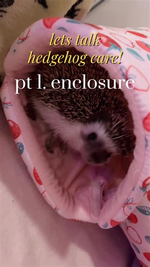 Essential Hedgehog Care Tips for Happy Pets