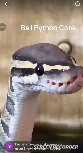 My pythons be like this