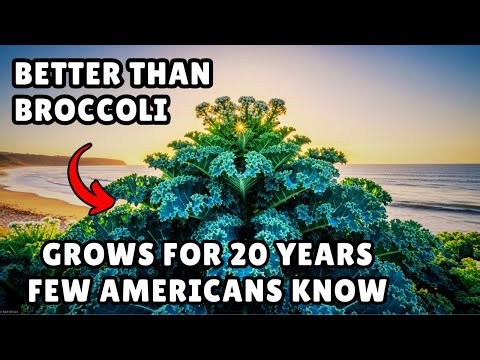 Better Than Broccoli, Asparagus And Orange Combined—Grows For 20 Years. Yet Few Americans Know It