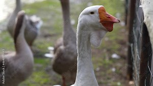 Geese swim in the river and pinch grass off the coast. A flock geese swimming in the pond on a summer day in a farm.