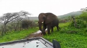 Thula Thula Special Elephant Moments! Who has the right of way? Of course our gorgeous elephant family! See how quickly the landscape has changed with all the rains we have received! Video by head guide Siya! www.ThulaThula.com - www.ThulaThula.de | Thula Thula - Exclusive Private Game Reserve