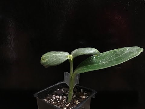 How to Graft Watermelon