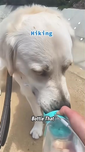 Dog Water Bottle for Small & Large Dogs & Cats Keep your pet hydrated on the go with our Dog Water Bottle for Small & Large Dogs and Cats — the perfect travel companion for walks, hikes, road trips, or park visits. This all-in-one portable water dispenser is designed for convenience, featuring a leak-proof design, built-in water bowl, and one-hand operation for quick and easy use. Dog Water Bottle Crafted from BPA-free, food-grade materials, it's safe for pets and environmentally friendly. The c