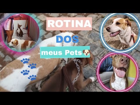 Vlog de rotina: UM DIA COM MEUS CACHORROS 🐶🐾