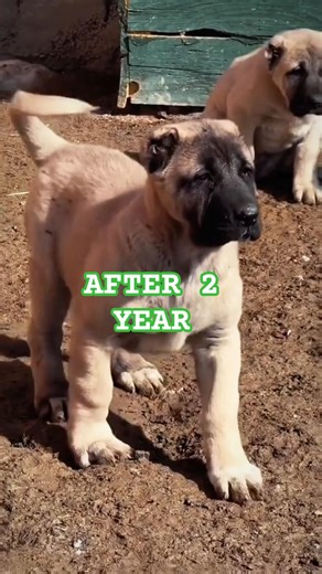 Cute KANGAL Puppies Transformation | #dogs #top #puppies #trending #animals #cow