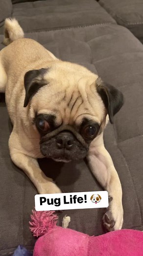 3.7K views · 41 reactions | Here’s your Pug face fix for the day!  | Olivia | Facebook