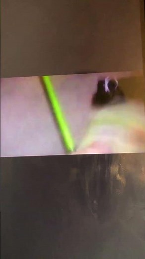 Elmo’s World Babies 👶 Dogs 🐕 And Life On The Farm 👨🏼‍🌾🍎🍉🍍🍆🍅🥦🥬🌽🥕🥔🐖🐑🐓🐐🐄🐎2000 VHS