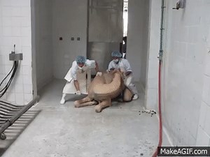 Camel slaughter on Make a GIF