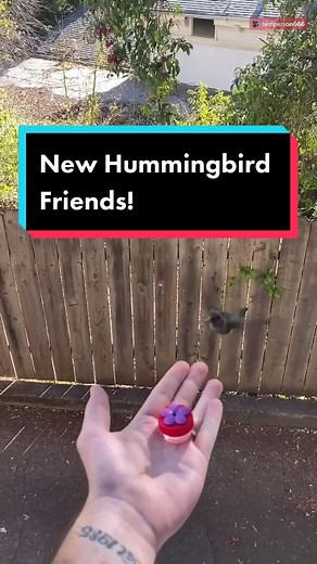 Making Friends with Hummingbirds on Earth Day