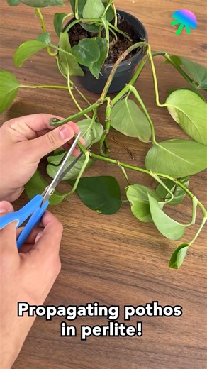 21K views · 29 reactions | Propagating Pothos in Perlite | Genius Inventions | Facebook