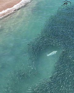 1M views · 16K reactions | Tarpon leap out of the water while hunting mullet along the beach. Filmed during the annual fall mullet run in Boynton Beach, Florida on 9/18/2023. | Paul Dabill Photography | Facebook
