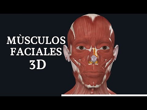 MÙSCULOS FACIALES 3D
