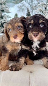 When love looks back at you 🤎 These two Cavapoo pups are enjoying one of those quiet, cozy pauses—paws tucked, hearts full, and the world moving a little slower around them. Just a soft moment together, as they wait for the families they’ll curl up with one day 🐾🤎 #BigLoveSmallMoments #CavapooPuppies #ChocolateCavapoo #MerleCavapoo #PuppySnuggles PreciousPupDoodles PuppyEyes HazelEyes | Precious Pups