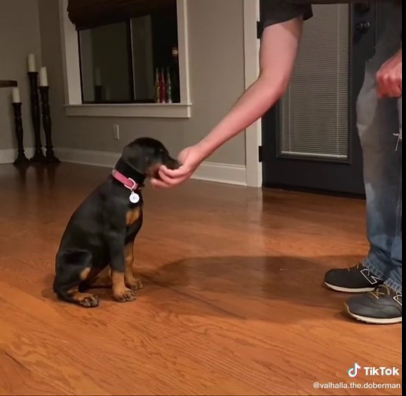 European Doberman Puppy Training Progress Showcase