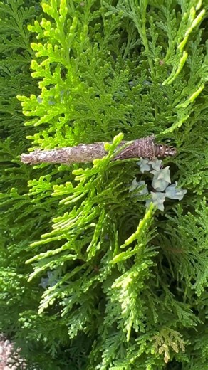 Bag Worm or Case Moth