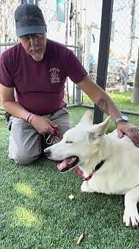 NEW A5735522 Zion | German Shepherd / Siberian Husky Mix Puppy