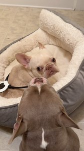 Just some Esmeralda and Priscilla cuteness. Using an Assisi loop on Esmeralda right now that the phyiscal therapist recommended to help with pain and inflammation. Thank you so much again to the fab supporter who sent it ❤️ #bullylover #frenchielover #happydogs #rescuedogs | Roadogs Rescue