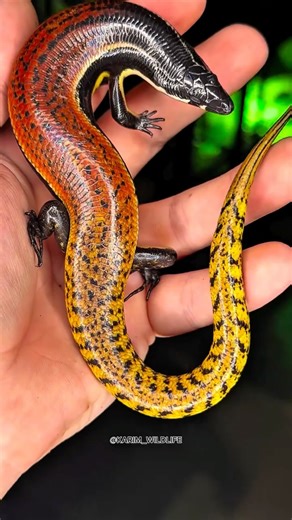 Karim El Turk on Instagram‎: "Bucket list reptile acquired the Müller’s skink (Sphenomorphus muelleri) 😍🔥 #wildlife #muellerskink #muellersskink #skink #skinksofinstagram #lizards #lizardsofinstagram #reptile #reptiles #reptilelover #reptilekeeper #viral #fyp #حيوانات_اليفه #زواحف"‎