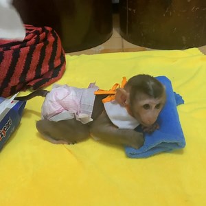 163K views · 3.1K reactions | cute baby monkey wait mom clean and change urine pants than to play happy | The Freshly | Facebook