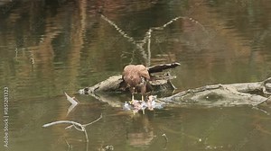 Buzzard dismembers a bird in a pond, buzzard eats its prey, buzzard on a tree stump in a pond, wings spread wide, large wingspan of buzzards, bird of prey with prey, Buteo buteo