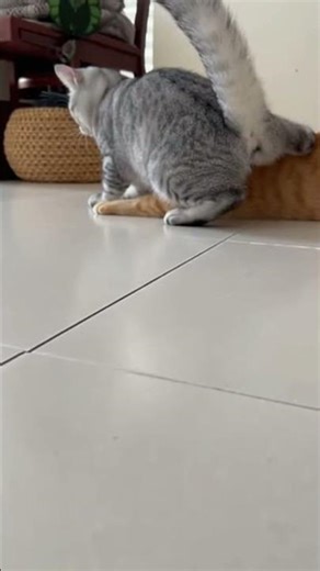 He Used His Brother as a Shield to Save Himself! 🦎😂 #shorts