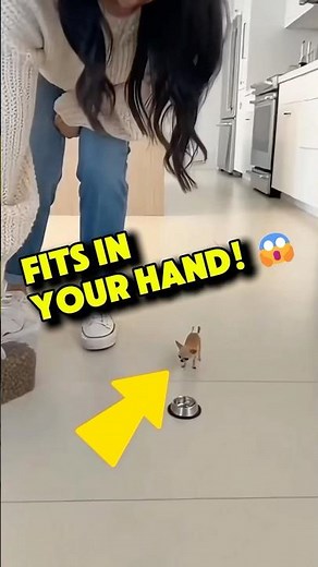🥹 Top 5 Smallest Dogs in the World — #1 Fits in Your Hand! 🐶