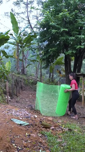 REWIND TIMELAPSE --700 Days Journey From Raising Baby Geese to Laying Eggs