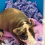 Nature's Miracle Small Animal Cage Scrubbing Wipes, Extra Thick, 30 Count (Pack of 1)