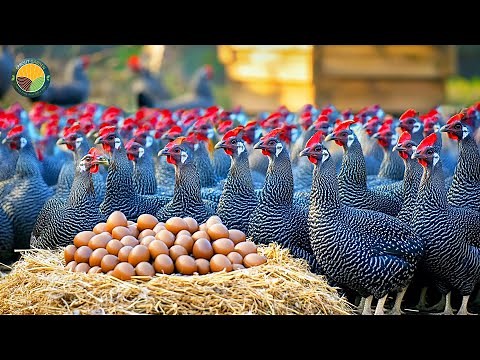 How Chinese Farmers Raise Hundreds of Guinea Fowl for Business | Farming Documentary