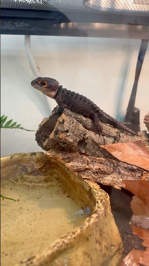 Red-Eyed Crocodile Skink
