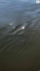 🐬 FLIPPER AND FRIENDS: Dolphin shares a moment with dogs on a Georgia boat as it repeatedly peeks out of the water to get a good look at the barking pair: 2wsb.tv/2YnkJDl | WSB-TV