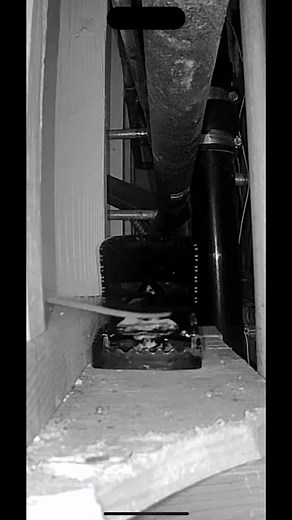 T-Rex Rat Trapping review ……. #rats #rattrap #twintraps #pestcontrol #productreview