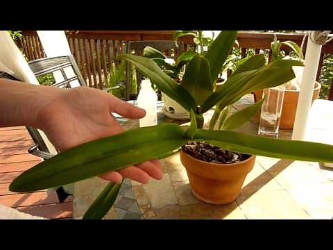Orchid Pests: Scale - How to remove these pesky bugs from your orchid
