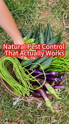 These Tricks Made My Garden Bug-Proof.🥬#plants #diygarden #plantcare #homegarden #fyp | Garden Hacks Hub