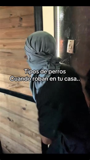 Tipos de perros en casa: Características y reacciones