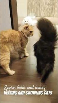 Hissing and growling cats #youtubeshorts #sweetsandfun #viral #shortvideo #shorts #cat #cute #fight
