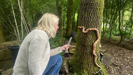 CrowdScience - How does a snake climb a tree? - BBC Sounds
