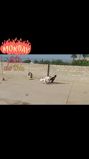 Let's do this 🐾Adopciones/Adoptions. 966710047 (deje un mensaje/leave a message) info@satanimalrescue.com o WhatsApp al 688792515. (solo citas previas/appointments only). 🐾 www.satanimalrescue.com 🐾Donaciones/ Donations https://www.satanimalrescue.com/donate ES33-0049-4556-1527-1002-2253 BSCHESMM 🐾 ¡Hágase un amigo de SAT! / Become a SAT friend http://bit.ly/3GmnP0l 🐾Teaming por tan sólo 1€ al mes/ Teaming for on 1euro a month. www.teaming.net/sat #fypシ゚viral #fyp | Protectora SAT Animal Re