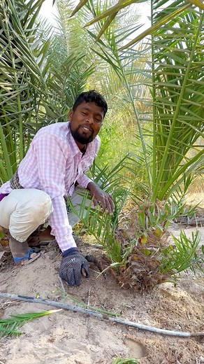 67K views · 1.8K reactions | স্বপ্নের খেজুরের চারা #facebookreels #see #tree #palm #foryou | MD Joshim | Facebook