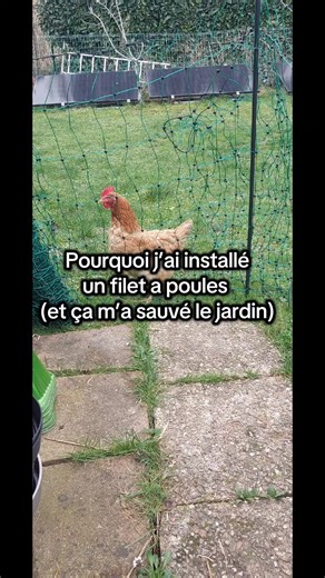 Installer un filet à poules = meilleure décision 🐔 Vous laissez les vôtres en liberté totale ou vous délimitez ? 👀 #poules #jardin #filetapoules #vieaujardin #poulailler