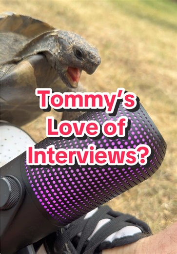 Tommy’s love of interviews? Featuring the @Razer Seiren V3 Chroma #turtle #tortoise #tortuga #tartaruga #tortue #funny #divertido #animals #pets #shoe #fresh #razer #microphone #pc #build