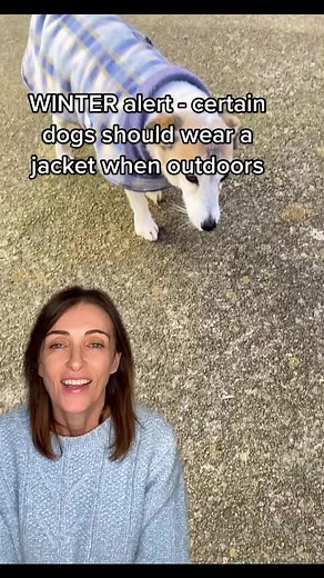 Winter Dog Jackets: Keep Your Pup Warm & Safe