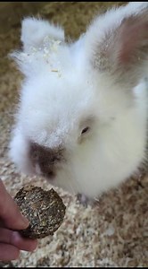 1.1K views · 41 reactions | "Being a zookeeper, do you get to handfeed fearsome beasts?" "well, kinda I guess." | ARK Wildlife & Dinosaur Park | Facebook