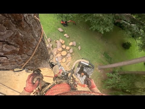 Large East Texas Pine tree removal, 1 of 3