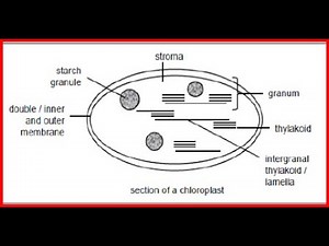 Grade 11 Life Science Photosynthesis Part 1