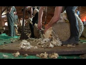 Prévenchères (48) : la tonte des brebis a débuté